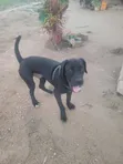 Male Boerboel Mix Puppy, 6-12 Months - 4