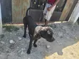 Male Boerboel Mix Puppy, 6-12 Months - 5