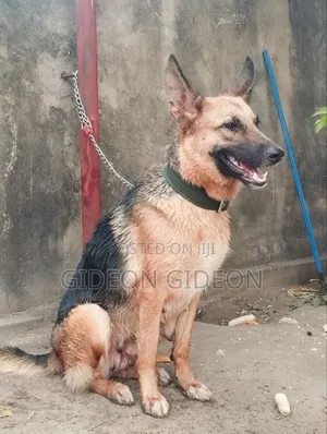 Male German Shepherd Puppy, 6-12 Months