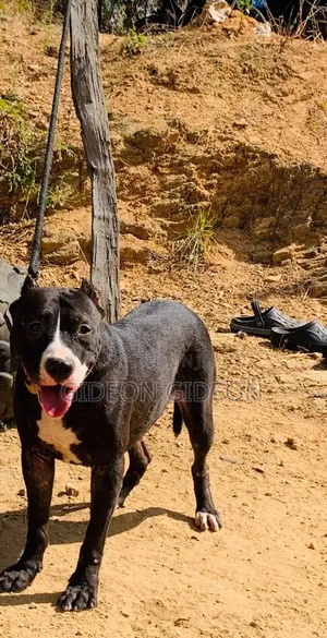 Female American Pit Bull Terrier, 1+ Year Old