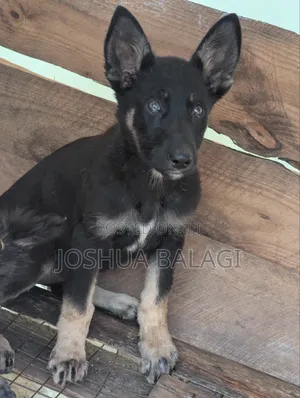 1-3 Month Female Purebred German Shepherd