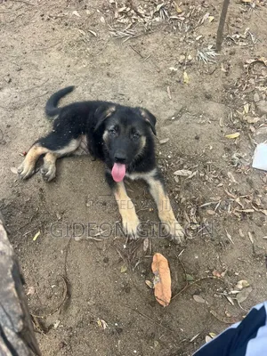 1-3 Month Male Purebred German Shepherd Puppy