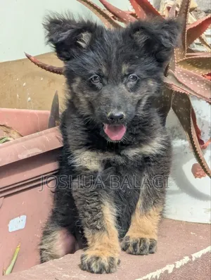 1-3 Month Female Purebred German Shepherd Puppy