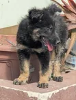 1-3 Month Female Purebred German Shepherd Puppy - 2