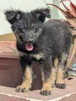 1-3 Month Female Purebred German Shepherd Puppy - 3