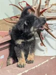 1-3 Month Female Purebred German Shepherd Puppy - 4