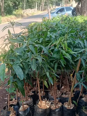 Mango Seedlings - Apple, Red Indian, Dodo Varieties