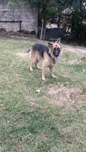 Male Purebred German Shepherd, 10 Months