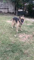 Male Purebred German Shepherd, 10 Months - 1
