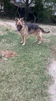 Male Purebred German Shepherd, 10 Months - 2