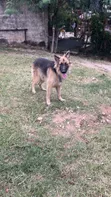 Male Purebred German Shepherd, 10 Months - 3