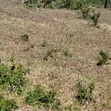 Eneo la Ardhi Linauzwa: 1582.7 sqm, Dege Somangila, Kigamboni - 1