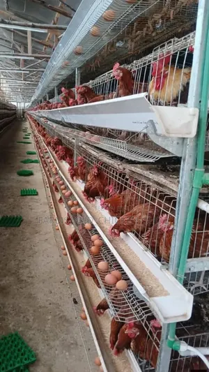 H-Type Chicken Cage 160