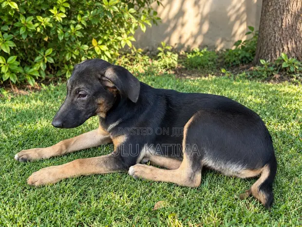 Male Mixed Breed Puppy (1-3 Months) - 1