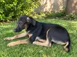Male Mixed Breed Puppy (1-3 Months) - 1