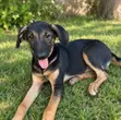 Male Mixed Breed Puppy (1-3 Months) - 2