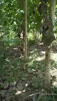 Shamba la Eka 10 la Miti ya Mwembe, Segera - 1