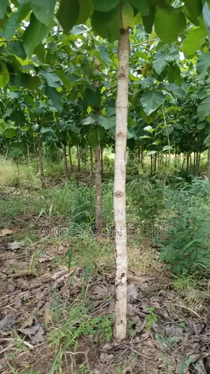 Farmland for Sale: 10 Hectares of Mango Trees, Segera