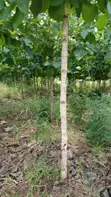 Shamba la Eka 10 la Miti ya Mwembe, Segera - 2