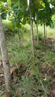 Shamba la Eka 10 la Miti ya Mwembe, Segera - 3
