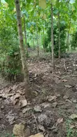 Shamba la Eka 10 la Miti ya Mwembe, Segera - 4