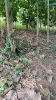 Shamba la Eka 10 la Miti ya Mwembe, Segera - 5