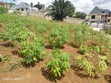 Residential Plot for Sale - Bonyokwa, 441 sqm - 4