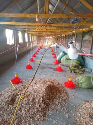 Water System for Poultry (Chickens) - 1 Meter
