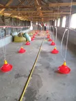 Water System for Poultry (Chickens) - 1 Meter - 2