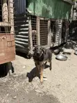 Mbwa Msaidizi Mzaliwa Safi (German Shepherd), Miezi 3-6 - 1
