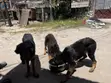 Mbwa Msaidizi Mzaliwa Safi (German Shepherd), Miezi 3-6 - 2