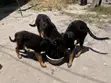 Mbwa Msaidizi Mzaliwa Safi (German Shepherd), Miezi 3-6 - 3