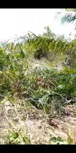 400 SQM Plot for Sale in Kigamboni – Buyuni, Pemba Mnazi - 2