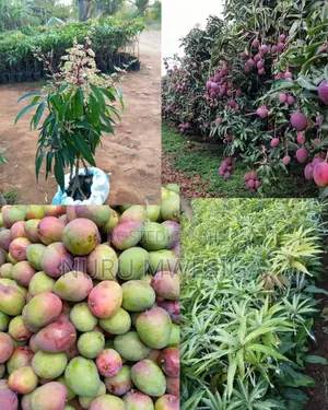 Mango Fruit Seedlings - Early Harvest Varieties