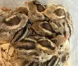 Masaeli Farms Quail Eggs, Meat, Birds & Chicks - 3