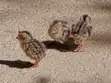 Masaeli Farms Quail Eggs, Meat, Birds & Chicks - 4