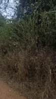 Kiwanja cha Madini ya Dhahabu (PML) - Hekta 9.94, Dodoma Bahi - 3