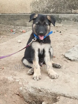 1-3 Month Old Male Purebred German Shepherd Puppy