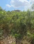 Residential Plot for Sale in Goba Majengo, Dar Es Salaam - 4