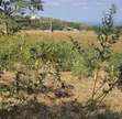 Kiseriani Residential Plots for Sale - 1