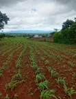 Kiseriani Residential Plots for Sale - 3