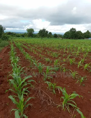 Kiseriani East Africa Road Plots for Sale