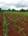 Kiseriani East Africa Road Plots for Sale - 1