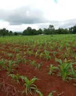 Kiseriani East Africa Road Plots for Sale - 2