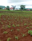 Kiseriani East Africa Road Plots for Sale - 3