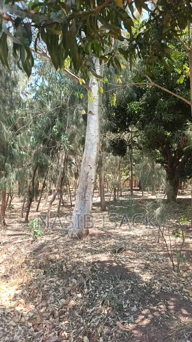 Land for Sale: 1 Hectare with Mature Trees, Mwanza Muhandu - 1