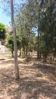 Land for Sale: 1 Hectare with Mature Trees, Mwanza Muhandu - 2