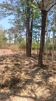 Land for Sale: 1 Hectare with Mature Trees, Mwanza Muhandu - 3