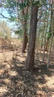 Land for Sale: 1 Hectare with Mature Trees, Mwanza Muhandu - 4