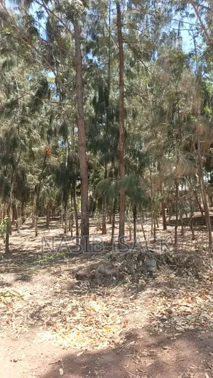 Land for Sale: 1 Hectare with Mature Trees, Mwanza Muhandu